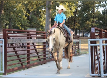 Caballo cuarto de milla, Caballo castrado, 7 años, 142 cm, Bayo