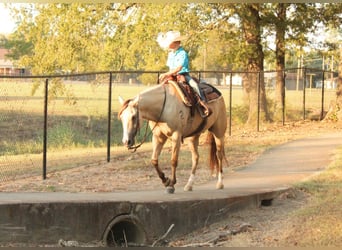 Caballo cuarto de milla, Caballo castrado, 7 años, 142 cm, Bayo