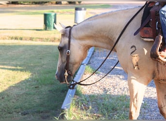 Caballo cuarto de milla, Caballo castrado, 7 años, 142 cm, Bayo