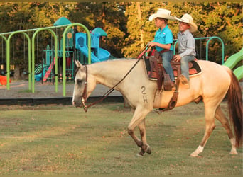 Caballo cuarto de milla, Caballo castrado, 7 años, 142 cm, Bayo