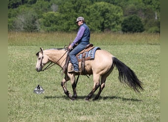 Caballo cuarto de milla, Caballo castrado, 7 años, 142 cm, Buckskin/Bayo