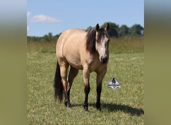 Caballo cuarto de milla, Caballo castrado, 7 años, 142 cm, Buckskin/Bayo