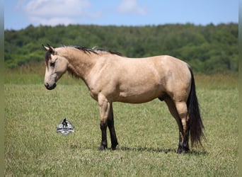Caballo cuarto de milla, Caballo castrado, 7 años, 142 cm, Buckskin/Bayo