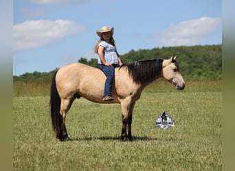 Caballo cuarto de milla, Caballo castrado, 7 años, 142 cm, Buckskin/Bayo