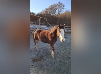 Caballo cuarto de milla Mestizo, Caballo castrado, 7 años, 142 cm, Castaño
