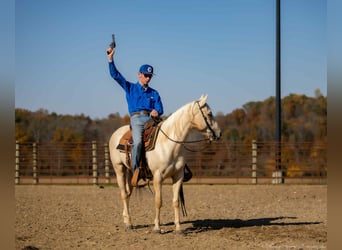 Caballo cuarto de milla, Caballo castrado, 7 años, 142 cm, Palomino