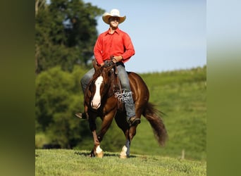 Caballo cuarto de milla, Caballo castrado, 7 años, 145 cm, Alazán rojizo