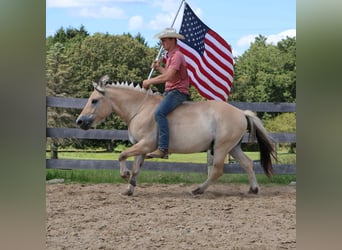 Caballo cuarto de milla, Caballo castrado, 7 años, 145 cm, Buckskin/Bayo