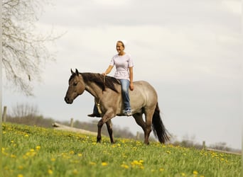 Caballo cuarto de milla, Caballo castrado, 7 años, 145 cm, Grullo