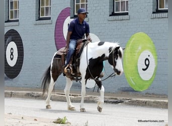 Caballo cuarto de milla, Caballo castrado, 7 años, 145 cm, Tobiano-todas las-capas