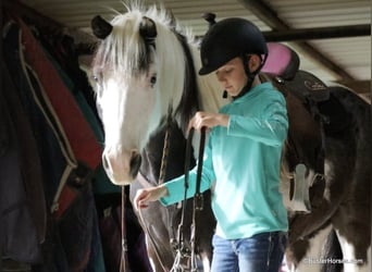 Caballo cuarto de milla, Caballo castrado, 7 años, 145 cm, Tobiano-todas las-capas
