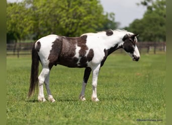 Caballo cuarto de milla, Caballo castrado, 7 años, 145 cm, Tobiano-todas las-capas