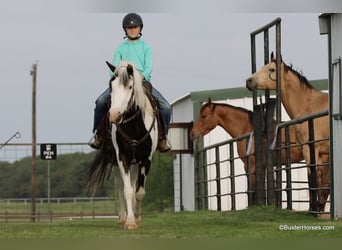 Caballo cuarto de milla, Caballo castrado, 7 años, 145 cm, Tobiano-todas las-capas