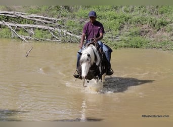 Caballo cuarto de milla, Caballo castrado, 7 años, 145 cm, Tobiano-todas las-capas