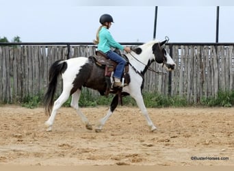 Caballo cuarto de milla, Caballo castrado, 7 años, 145 cm, Tobiano-todas las-capas
