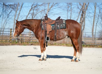 Caballo cuarto de milla, Caballo castrado, 7 años, 147 cm, Alazán rojizo