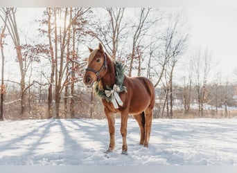 Caballo cuarto de milla Mestizo, Caballo castrado, 7 años, 147 cm, Alazán-tostado