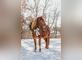 Caballo cuarto de milla Mestizo, Caballo castrado, 7 años, 147 cm, Alazán-tostado