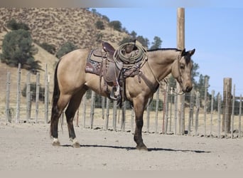 Caballo cuarto de milla, Caballo castrado, 7 años, 147 cm, Buckskin/Bayo