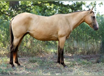 Caballo cuarto de milla, Caballo castrado, 7 años, 147 cm, Buckskin/Bayo
