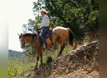 Caballo cuarto de milla, Caballo castrado, 7 años, 147 cm, Buckskin/Bayo