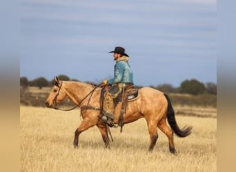Caballo cuarto de milla, Caballo castrado, 7 años, 147 cm, Buckskin/Bayo