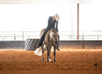 Caballo cuarto de milla, Caballo castrado, 7 años, 147 cm, Dunalino (Cervuno x Palomino)