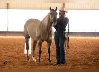 Caballo cuarto de milla, Caballo castrado, 7 años, 147 cm, Dunalino (Cervuno x Palomino)