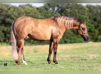 Caballo cuarto de milla, Caballo castrado, 7 años, 147 cm, Dunalino (Cervuno x Palomino)