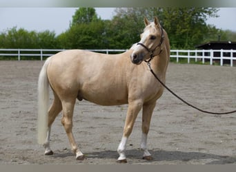 Caballo cuarto de milla, Caballo castrado, 7 años, 147 cm, Palomino