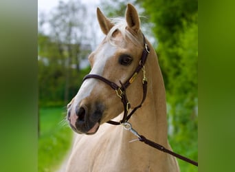Caballo cuarto de milla, Caballo castrado, 7 años, 147 cm, Palomino