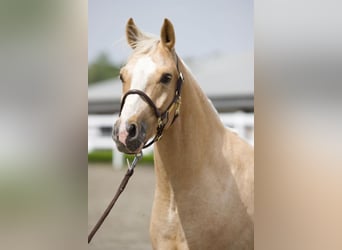 Caballo cuarto de milla, Caballo castrado, 7 años, 147 cm, Palomino