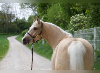 Caballo cuarto de milla, Caballo castrado, 7 años, 147 cm, Palomino