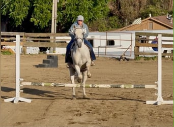 Caballo cuarto de milla, Caballo castrado, 7 años, 147 cm, Tordo