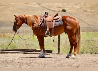 Caballo cuarto de milla, Caballo castrado, 7 años, 150 cm, Alazán rojizo
