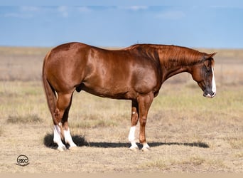 Caballo cuarto de milla, Caballo castrado, 7 años, 150 cm, Alazán rojizo