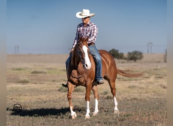 Caballo cuarto de milla, Caballo castrado, 7 años, 150 cm, Alazán rojizo