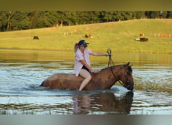 Caballo cuarto de milla, Caballo castrado, 7 años, 150 cm, Bayo