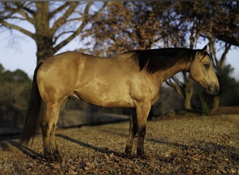 Caballo cuarto de milla, Caballo castrado, 7 años, 150 cm, Buckskin/Bayo