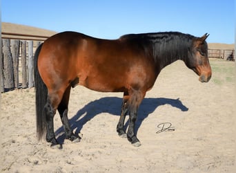 Caballo cuarto de milla, Caballo castrado, 7 años, 150 cm, Castaño rojizo