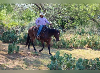 Caballo cuarto de milla, Caballo castrado, 7 años, 150 cm, Castaño-ruano