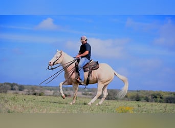 Caballo cuarto de milla, Caballo castrado, 7 años, 150 cm, Cremello