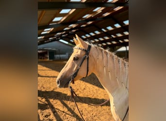 Caballo cuarto de milla, Caballo castrado, 7 años, 150 cm, Dunalino (Cervuno x Palomino)