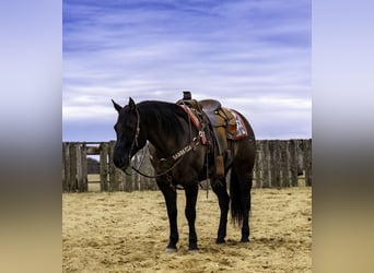 Caballo cuarto de milla, Caballo castrado, 7 años, 150 cm, Grullo