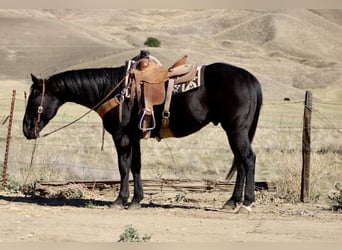 Caballo cuarto de milla, Caballo castrado, 7 años, 150 cm, Negro