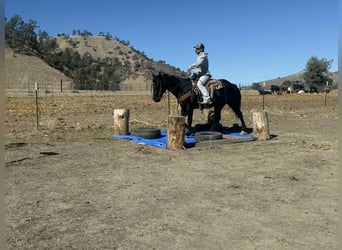 Caballo cuarto de milla, Caballo castrado, 7 años, 150 cm, Negro