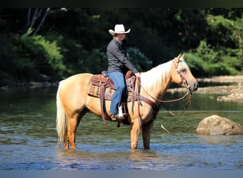 Caballo cuarto de milla, Caballo castrado, 7 años, 150 cm, Palomino