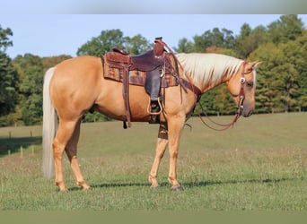 Caballo cuarto de milla, Caballo castrado, 7 años, 150 cm, Palomino