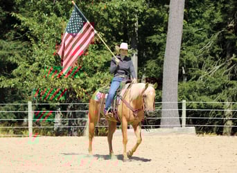 Caballo cuarto de milla, Caballo castrado, 7 años, 150 cm, Palomino