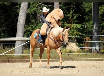 Caballo cuarto de milla, Caballo castrado, 7 años, 150 cm, Palomino